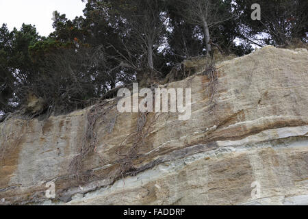 Cliff Erosion hat die Baumwurzeln oben auf der Klippe in Clifton, Hawkes Bay, Neuseeland ausgesetzt. Stockfoto