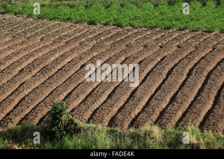 Muster eines landwirtschaftlichen Ackerlandes in Tomohon, Nord-Sulawesi, Indonesien. Stockfoto