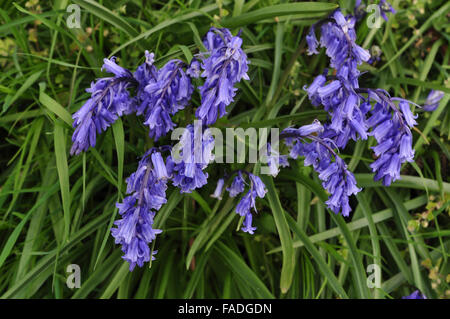 Ein Büschel von Glockenblumen UK Stockfoto