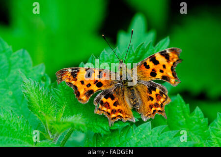 Komma-Schmetterling Stockfoto
