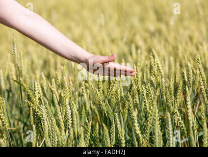 Zarte Frauenhand berührt die Ohren von Getreide. Selektiven Fokus. Stockfoto