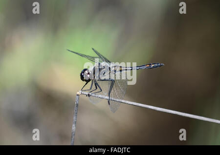 Schwarzen Darter Libelle Stockfoto