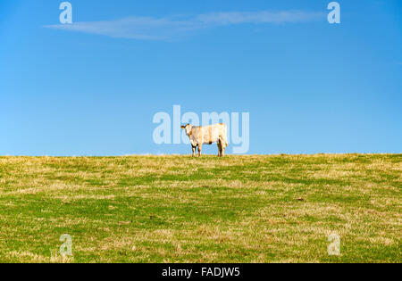 Eine Kuh auf dem Feld am Horizont mit blauem Himmel stehen Stockfoto