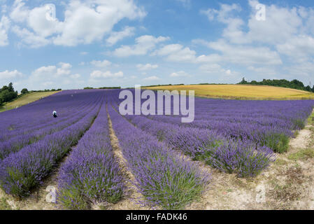 Mailette Lavendel reif für Havest in Reihen am Lordington Lavendel ist West Sussex in der Nähe von Chichester Stockfoto