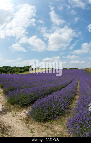 Portraitbilder im Format von Mailette Lavendel reif für Havest in Reihen am Lordington Lavendel ist West Sussex in der Nähe von Chichester Stockfoto