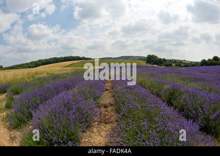 Mailette Lavendel reif für Havest in Reihen am Lordington Lavendel ist West Sussex in der Nähe von Chichester Stockfoto