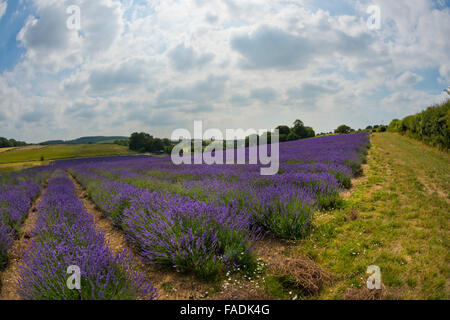 Mailette Lavendel reif für Havest in Reihen am Lordington Lavendel ist West Sussex in der Nähe von Chichester Stockfoto