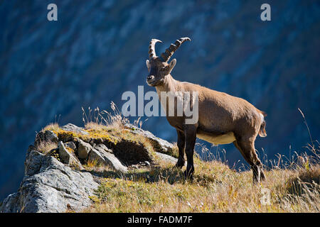 Alpensteinbock (Capra Ibex), männliche stehend auf Klippe, Kaiser-Franz-Josefs-Höhe, Nationalpark Hohe Tauern, Kärnten, Österreich Stockfoto