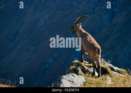 Alpensteinbock (Capra Ibex), männliche stehend auf Klippe, Kaiser-Franz-Josefs-Höhe, Nationalpark Hohe Tauern, Kärnten, Österreich Stockfoto