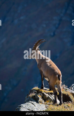 Alpensteinbock (Capra Ibex), männliche stehend auf Klippe, Kaiser-Franz-Josefs-Höhe, Nationalpark Hohe Tauern, Kärnten, Österreich Stockfoto