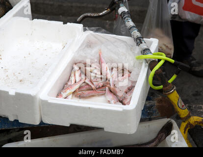 Fisch zum Verkauf an einer Straßenecke in Cadiz Spanien Stockfoto