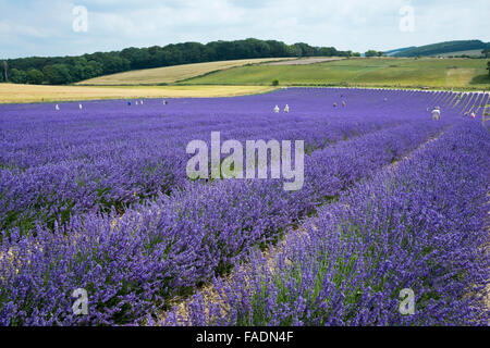 Mailette Lavendel reif für Havest in Reihen am Lordington Lavendel ist West Sussex in der Nähe von Chichester Stockfoto