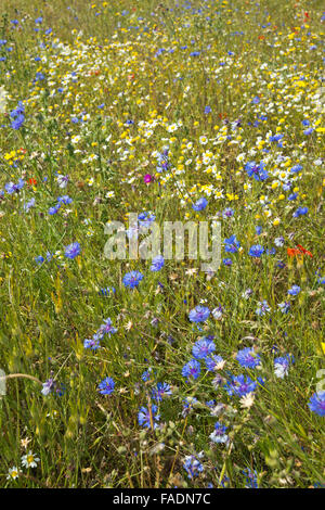 Kornblumen und Gänseblümchen wachsen in freier Wildbahn am Lordington Lavender Farm in West Sussex in der Nähe von Chichester Stockfoto