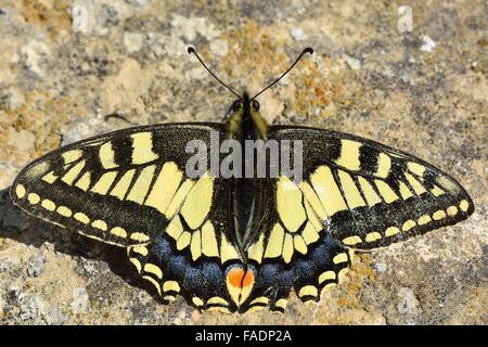 Schwalbenschwanz Schmetterling (Papilio Machaon) ruhen auf dem Boden. Ein Schmetterling in der Familie Papilionidae ruht in Aserbaidschan Stockfoto