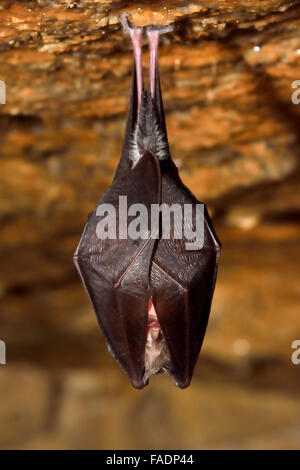 Geringerem Hufeisennase (Rhinolophus Hipposideros). Eine seltene Fledermaus hängen von Rock in einer Höhle in Somerset, Großbritannien Stockfoto