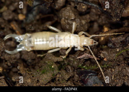 Gemeinsamen Ohrwurm (Forficula Auricularia) weiß nach der Mauser. Ein frisch moulted gemeinsame Ohrwurm bevor es braun geworden ist Stockfoto