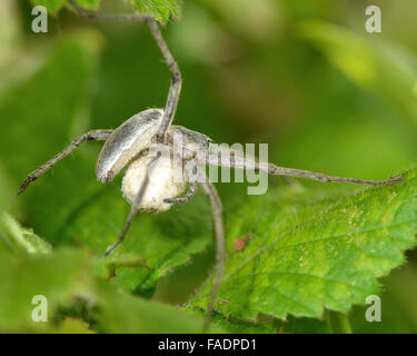 Baumschule Web Spider (Pisaura Mirabilis) mit Ei Sac. Eine Spinne mit einem Ei Sac unter seinen Bauch Stockfoto