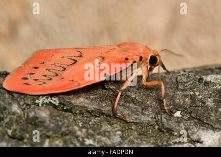Rosig Lackei Motte (Miltochrista Miniata). Eine einzigartige Motte in der Familie Erebidae im Ruhezustand auf Rinde, im Profil Stockfoto