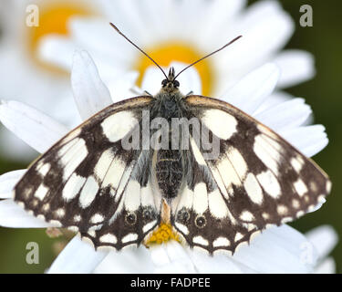 Marmorierte weißer Schmetterling (Melanargia Galathea) ruht auf Gänseblümchen. Einem ruhenden Schmetterling in der Familie Nymphalidae, mit Oberseite Stockfoto