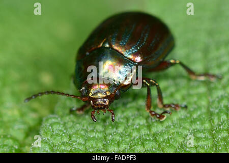 Rosemary Getreidehähnchen (Chrysolina Americana). Eine lila und grün schillernde Käfer in Fahrtrichtung auf ein Salbeiblatt Stockfoto