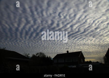 Makrele Himmel gesprenkelt mit Reihen von kleinen weißen flauschigen Wolken in der Regel Cirrocumulus, wie das Muster auf eine Makrele Fisch zurück. Stockfoto