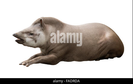 Männliche Tapir. Isoliert auf weißem Hintergrund Stockfoto