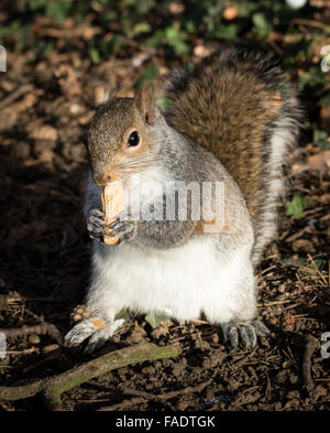 London, UK. 28. Dezember 2015. Ein fettes Eichhörnchen frisst eine Nuss in einem Londoner Park bei sonnigem Wetter. Eichhörnchen in der Regel Fett in Vorbereitung für den Winter, aber auch in diesem Jahr bisher Temperaturen sind ungewöhnlich hoch geblieben. Bildnachweis: London Pix/Alamy Live News Stockfoto