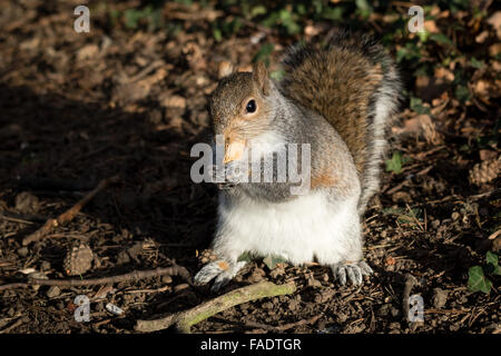 London, UK. 28. Dezember 2015. Ein fettes Eichhörnchen frisst eine Nuss in einem Londoner Park bei sonnigem Wetter. Eichhörnchen in der Regel Fett in Vorbereitung für den Winter, aber auch in diesem Jahr bisher Temperaturen sind ungewöhnlich hoch geblieben. Bildnachweis: London Pix/Alamy Live News Stockfoto