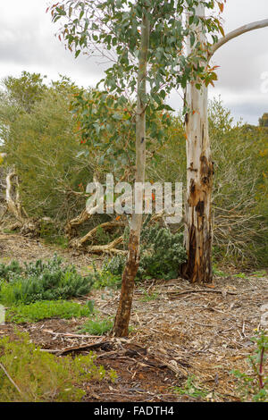 Australische Spitfire Maden auf Eukalyptus. Stockfoto