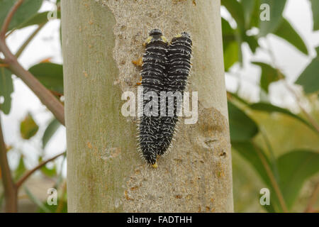 Australische Spitfire Maden auf Eukalyptus. Stockfoto