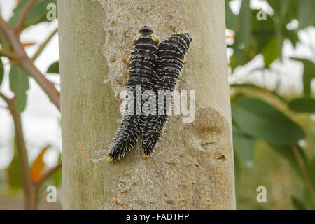 Australische Spitfire Maden auf Eukalyptus. Stockfoto