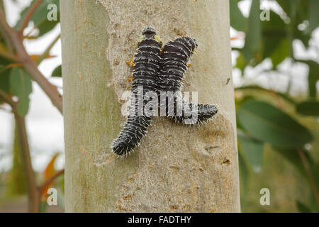 Australische Spitfire Maden auf Eukalyptus. Stockfoto