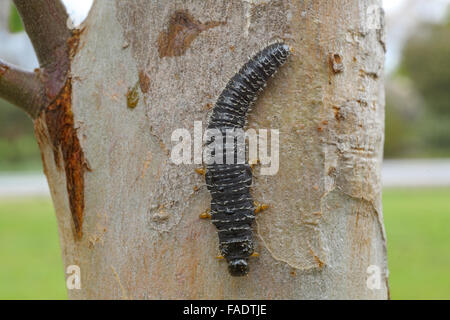 Australische Spitfire Maden auf Eukalyptus. Stockfoto