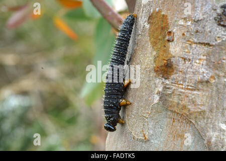 Australische Spitfire Maden auf Eukalyptus. Stockfoto