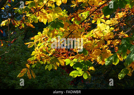 Beautiful Colorful Autumn Leaves Stockfoto