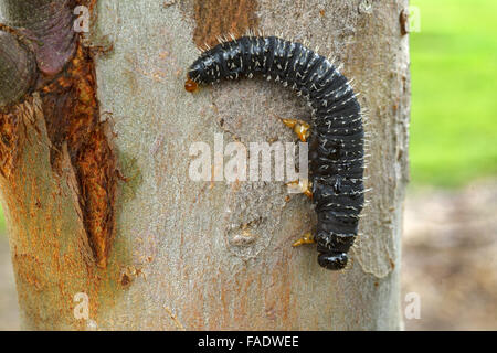 Australische Spitfire Maden auf Eukalyptus. Stockfoto