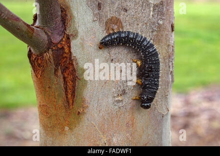 Australische Spitfire Maden auf Eukalyptus. Stockfoto