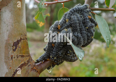 Australische Spitfire Maden auf Eukalyptus. Stockfoto