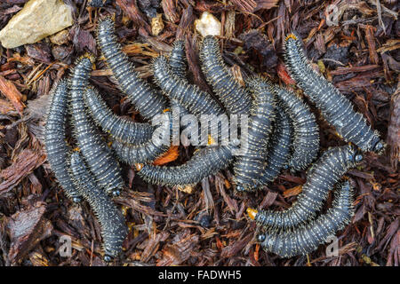 Australische Spitfire Maden auf Eukalyptus. Stockfoto