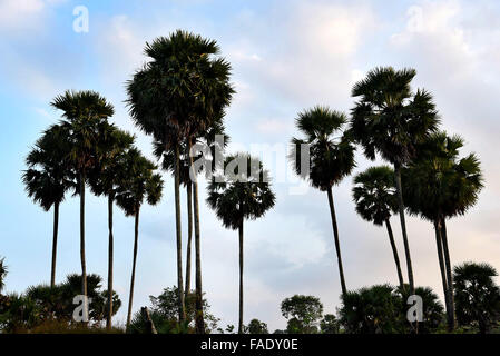 Palam Baum in Palakkad, Kerala, Indien, sehr groß wie Kokospalme. Stockfoto