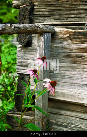 Echinacea oder Purpur-Sonnenhut, wächst außerhalb einer Blockhütte in der Pionier Visitor Center im Great Smoky Mountains National Park Stockfoto