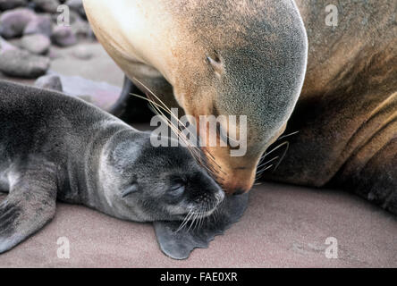 Eine Galapagos-Seelöwen-Mutter schmiegt ihr Welpe, als sie auf den rosa Sandstrand der Insel Rabida auf den Galapagos-Inseln (Archipiélago de Colón), eine Provinz in Ecuador im Pazifischen Ozean vor der Westküste Südamerikas ruhen. Diese Art der Seelöwe (Zalophus Wollebaeki) ist fast ausschließlich auf den Galapagos-Inseln und hat eine sehr soziale Natur gegenüber anderen Tier-und Pflanzenwelt sowie die menschlichen Besucher zu den Inseln. Stockfoto