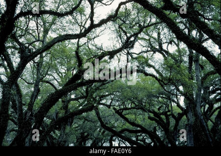 Die verdrehten Silhouetten der Gliedmaßen und Zweige der Bäume moosbewachsenen Eichen in Louisiana evozieren eine unheimliche Szene in einem Kriminalroman, der im alten Süden Amerikas festgelegt ist. Stockfoto