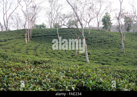 Ein Teegarten am Jaflong in Sylhet, Bangladesch Stockfoto