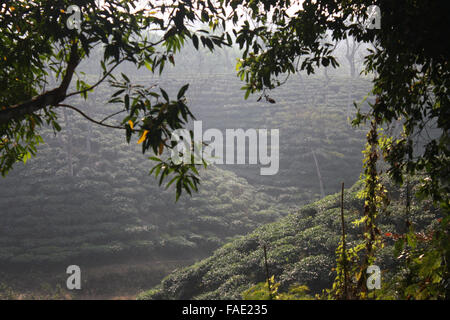 Ein Teegarten am Jaflong in Sylhet, Bangladesch Stockfoto