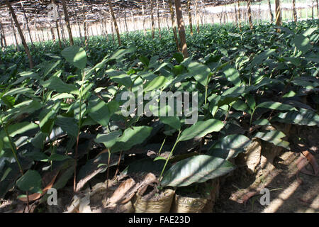 Ein Bäumchen Teegarten am Jaflong in Sylhet, Bangladesch. Stockfoto