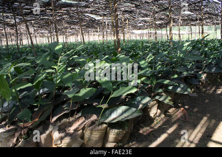 Ein Bäumchen Teegarten am Jaflong in Sylhet, Bangladesch. Stockfoto