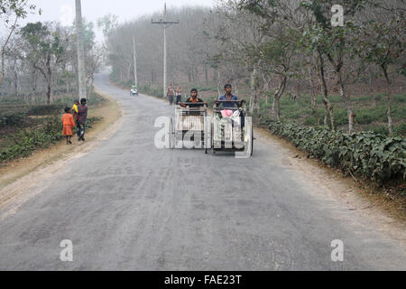Ein Teegarten am Jaflong in Sylhet, Bangladesch Stockfoto