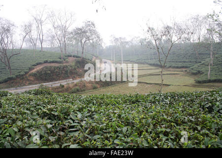 Ein Teegarten am Jaflong in Sylhet, Bangladesch Stockfoto