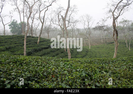 Ein Teegarten am Jaflong in Sylhet, Bangladesch Stockfoto